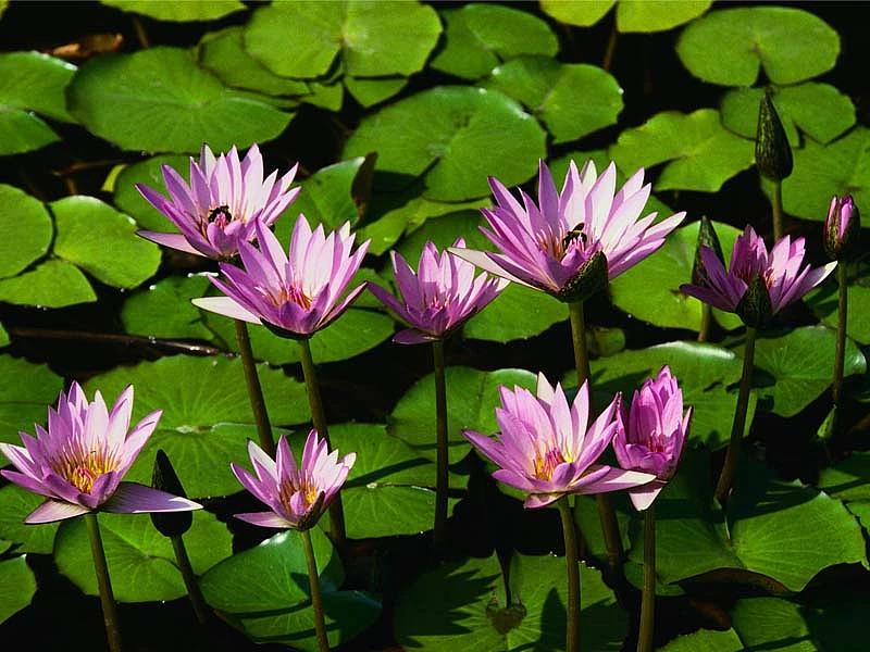 Foto von Wasserlilien